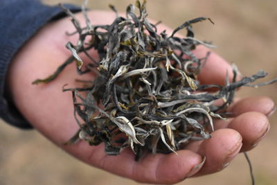 Close-up of hand holding dried tea leaves