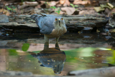 Close-up of bird perching in water