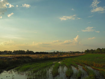 Scenic view of agricultural field against sky