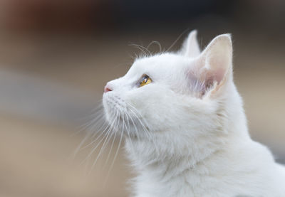 Close-up of cat looking away