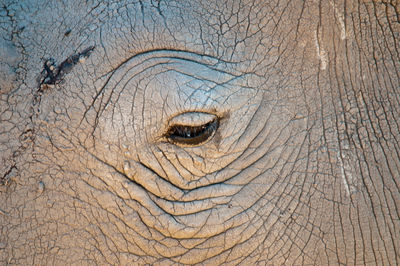 Close-up of elephant eye