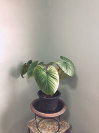 Close-up of potted plant on table against wall