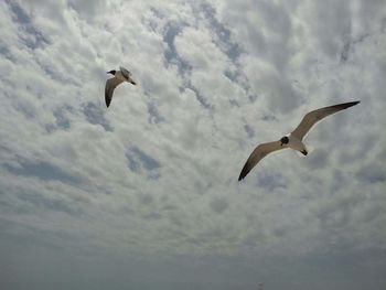 Low angle view of bird flying in sky