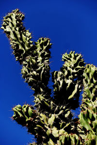 Low angle view of tree against blue sky