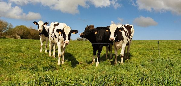 Cows on field against sky