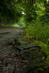 Surface level of grass