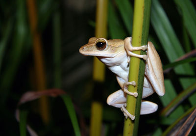 Close-up of lizard on leaf