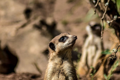 Close-up of an animal looking away