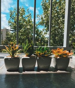 Potted plants on window