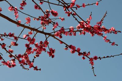 Low angle view of cherry blossoms against sky