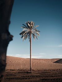 Blue sky with sunwarmed date palms.