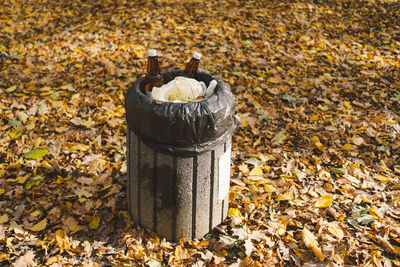 Close-up of autumn leaves