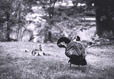 Goose with goslings on field