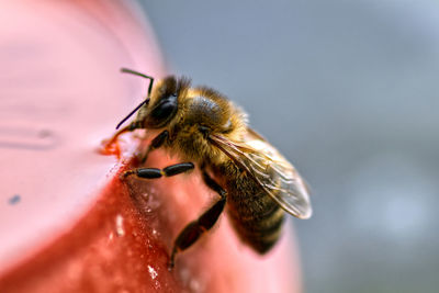 Close-up of honey bee on red pot