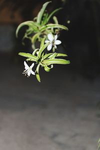 Close-up of plant growing outdoors