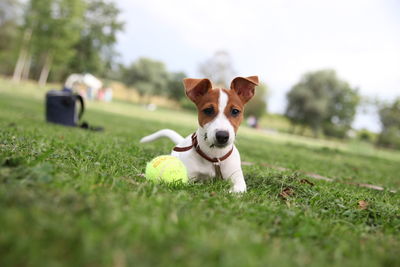 Portrait of dog with tennis ball on grassy field