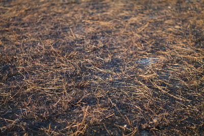 Full frame shot of tree on field