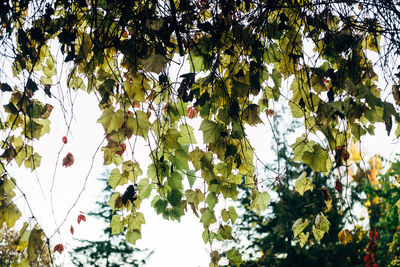 Low angle view of tree against sky