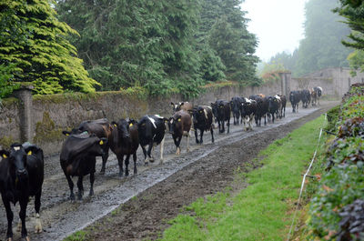 Cows walking on dirt road by trees