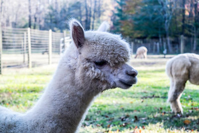 Close-up of sheep on field