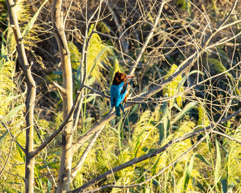 Man walking on bare tree