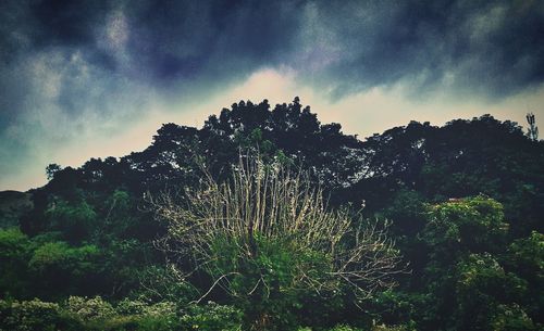 Low angle view of trees against cloudy sky