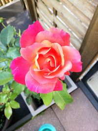 Close-up of pink rose