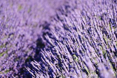 Close-up of purple flowering plants