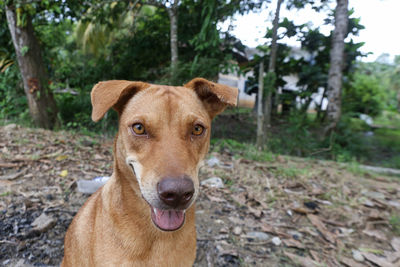 Close-up portrait of a dog