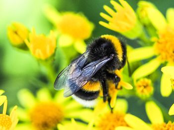 Close-up of bee pollinating on flower