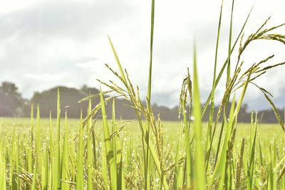 Close-up of wheat field against sky