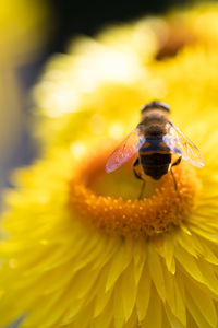 Close-up of bee pollinating on flower