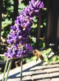 Close-up of bee pollinating on purple flower