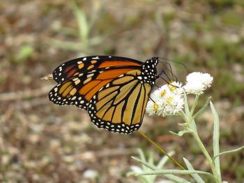 Close-up of butterfly pollinating on flower