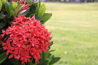 Close-up of pink flowers