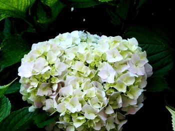 Close-up of white flowers