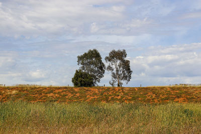 Two trees on hill against sky