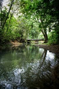 Reflection of trees in river