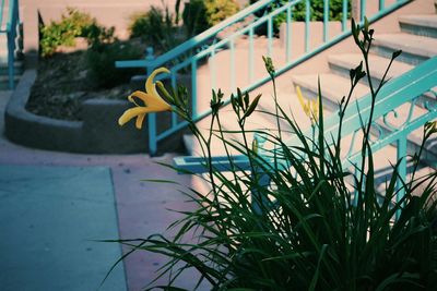 Close-up of potted plant