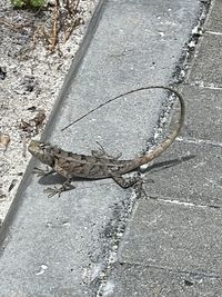 High angle view of lizard on road