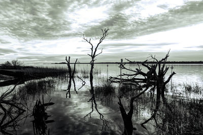 Bare tree by lake against sky