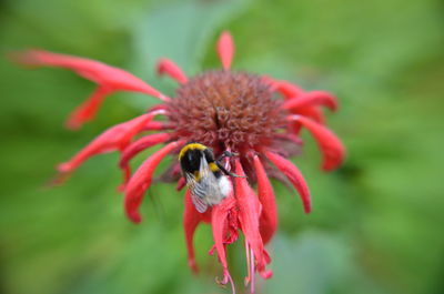 Close-up of bee pollinating on red flower