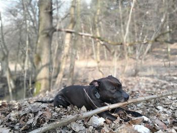 Black dog on tree