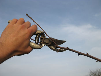 Cropped hand cutting branch with pruning shears against sky