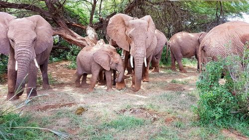 View of elephant in the forest