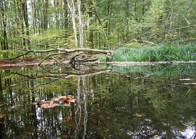 View of trees in the forest