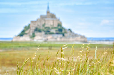 Detail of grass in the foreground and mont saint michel, france, in the background