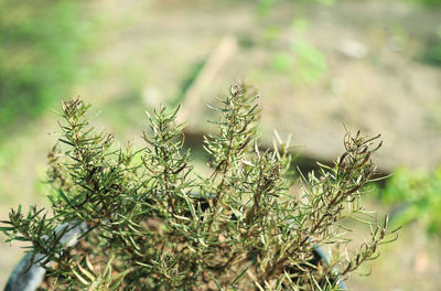 Close-up of succulent plant on field