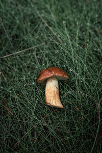 Close-up of mushroom growing on field