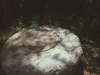 Close-up of mushroom growing on tree trunk